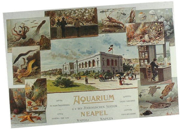 Aquarium Anton Dohrn cartolina